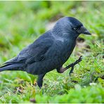 Ein Besuch bei den Dohlen (Corvus monedula). . . (1)