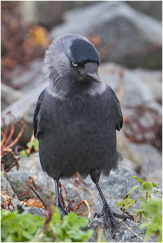 Ein Besuch bei den Dohlen (Corvus monedula) . . . (3)