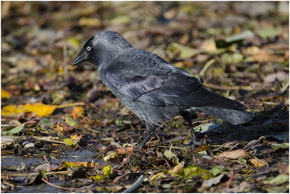 Ein Besuch bei den Dohlen (Corvus monedula) . . . (4)