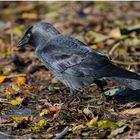 Ein Besuch bei den Dohlen (Corvus monedula) . . . (4)