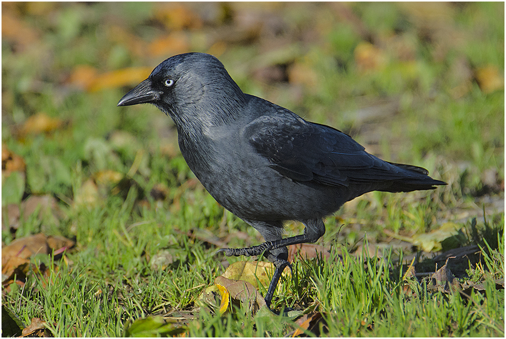 Ein Besuch bei den Dohlen (Corvus monedula) . . . (5)