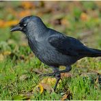 Ein Besuch bei den Dohlen (Corvus monedula) . . . (5)