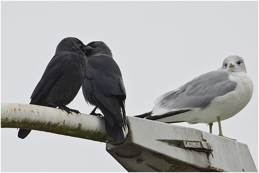 Ein Besuch bei den Dohlen (Corvus monedula) . . . (7)