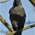  Ein Besuch bei den Dohlen (Corvus monedula) . . . (8)