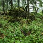 Ein Besuch bei den Mondviolen am Ernstberg #1