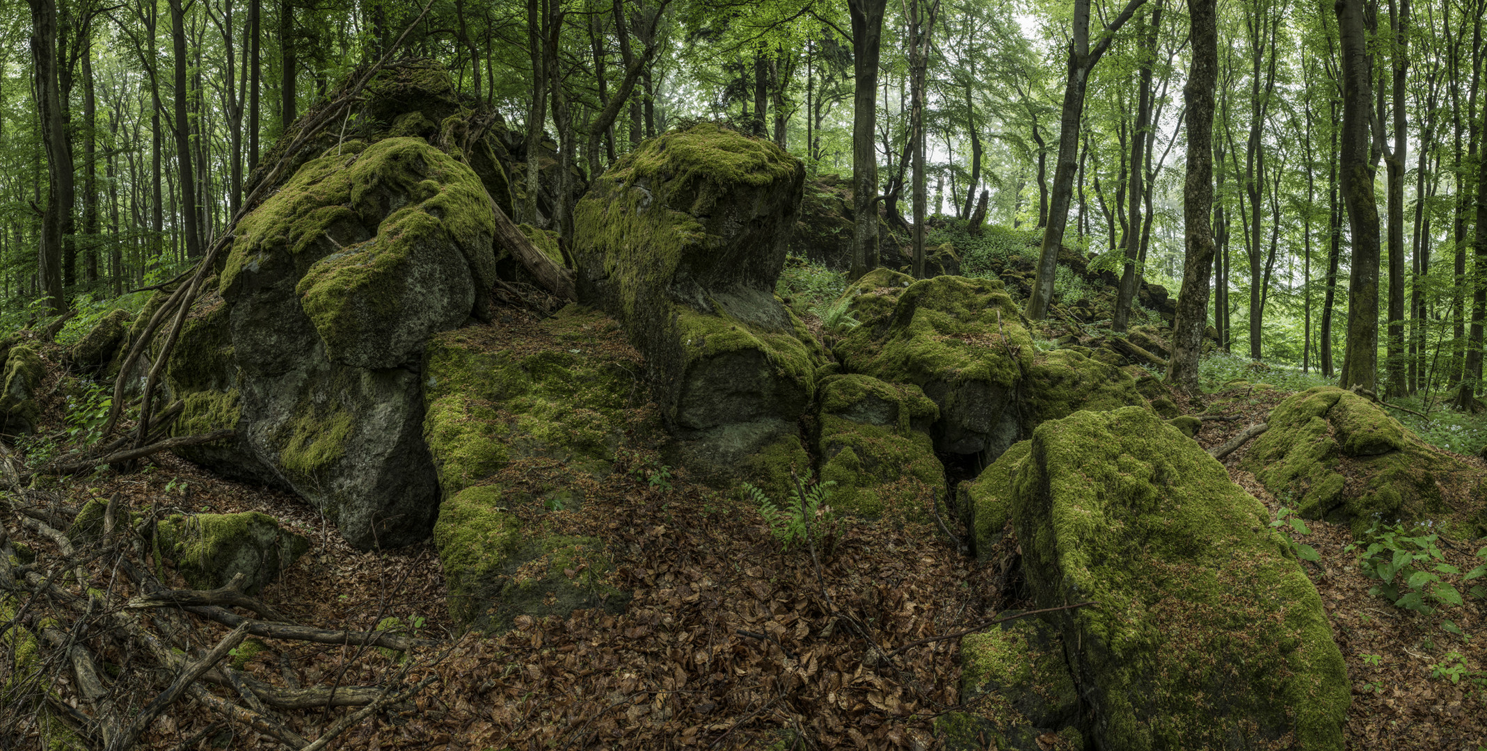 Ein Besuch bei den Mondviolen am Ernstberg #2