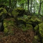 Ein Besuch bei den Mondviolen am Ernstberg #2