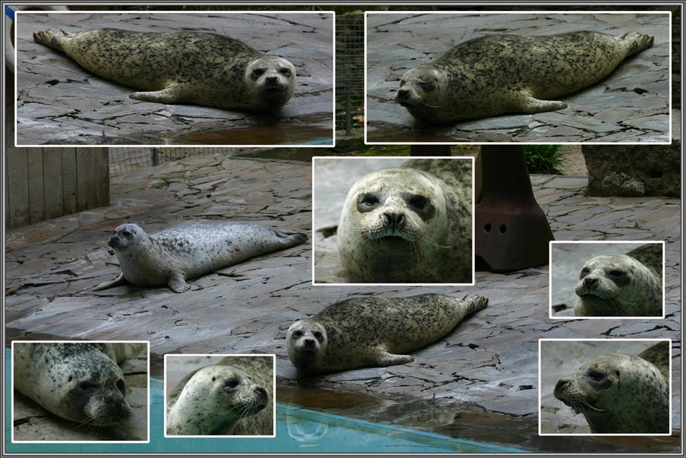 ein Besuch bei den Robben