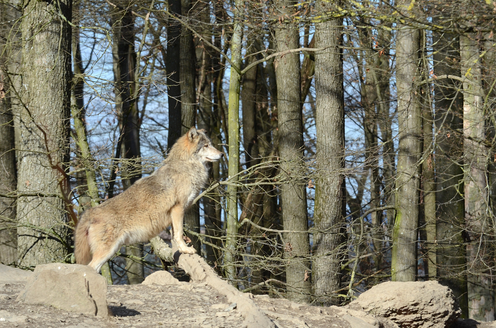 Ein Besuch bei den Wölfen, ein stolzer Wolf !