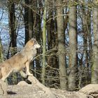 Ein Besuch bei den Wölfen, ein stolzer Wolf !