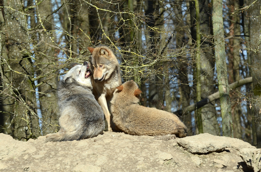 Ein Besuch bei den Wölfen, Habt euch lieb !