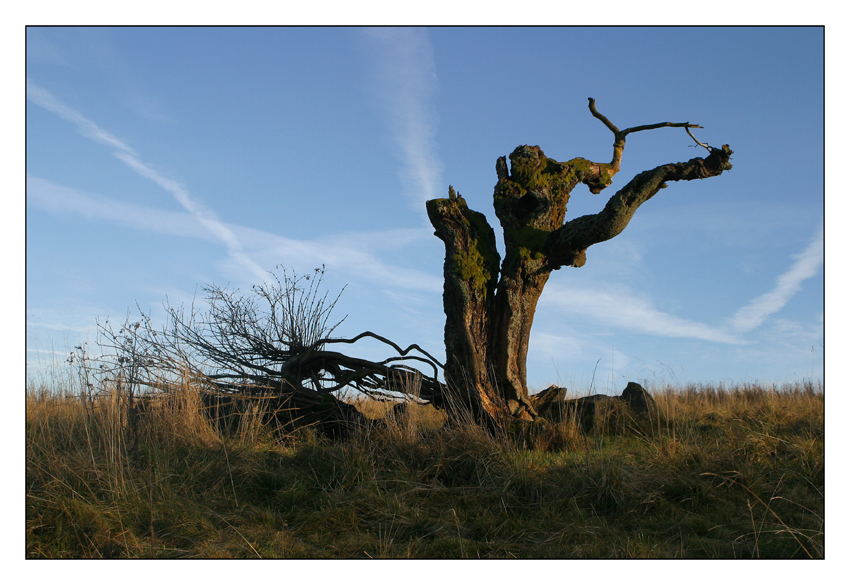 Ein Besuch bei Opa Baum