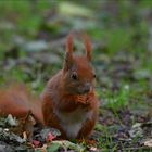 Ein Besuch bei Paulchen...,