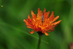 Ein Besuch des Gold- Pippaus (Crepis aurea)