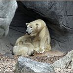 Ein Besuch im Aalborg Zoo I