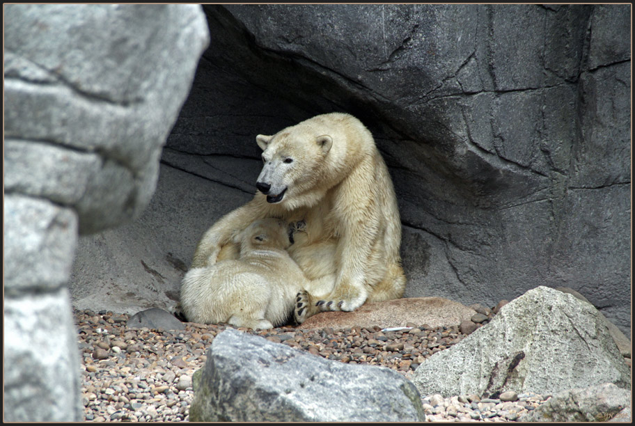 Ein Besuch im Aalborg Zoo I