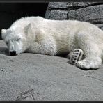 Ein Besuch im Aalborg Zoo II