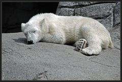 Ein Besuch im Aalborg Zoo II