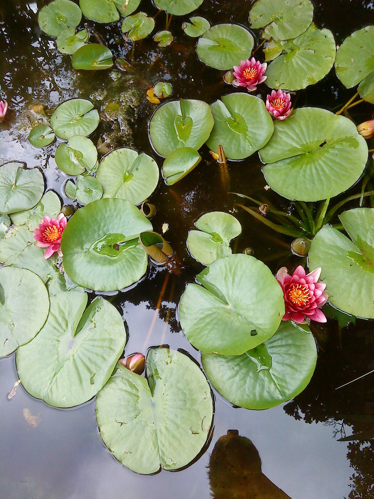 Ein Besuch im Botanischen Garten Jena