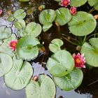 Ein Besuch im Botanischen Garten Jena