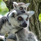 Ein Besuch im Duisburger ZOO