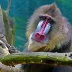 Ein Besuch im Duisburger ZOO ( Mandrills )