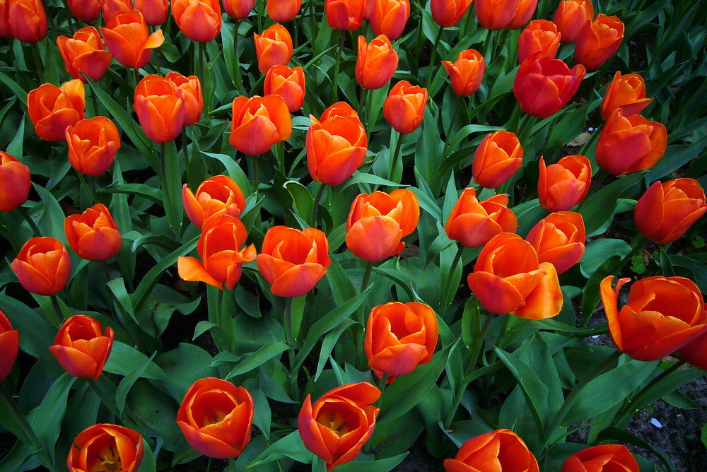 Ein Besuch im Keukenhof