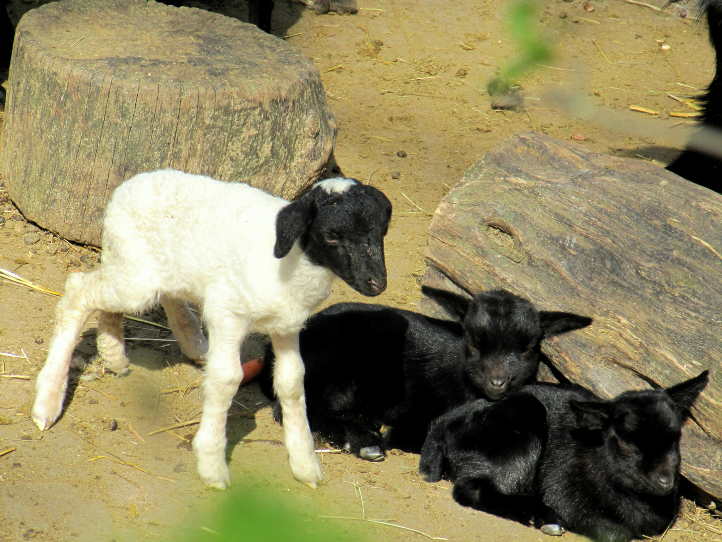 ein Besuch im Opel-Zoo Nr.1