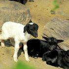 ein Besuch im Opel-Zoo Nr.1