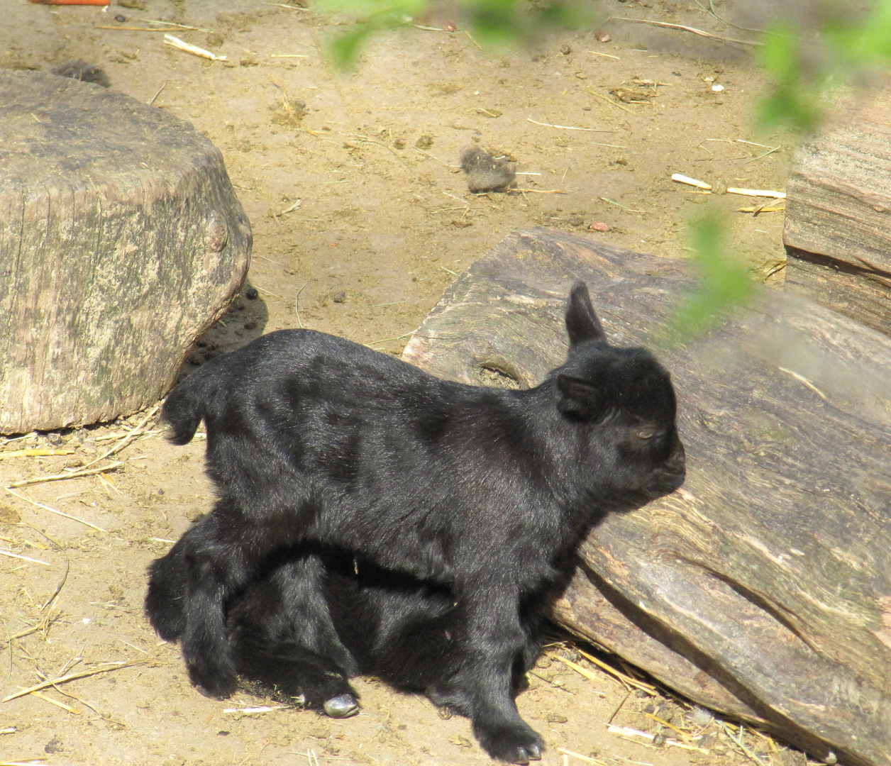 ein Besuch im Opel-Zoo Nr.3