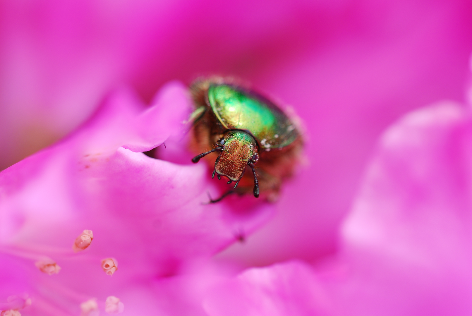 Ein Besuch im Rhododendron