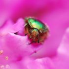 Ein Besuch im Rhododendron