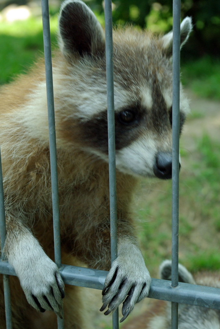 Ein Besuch im Schwarzwaldzoo in Waldkirch