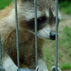 Ein Besuch im Schwarzwaldzoo in Waldkirch