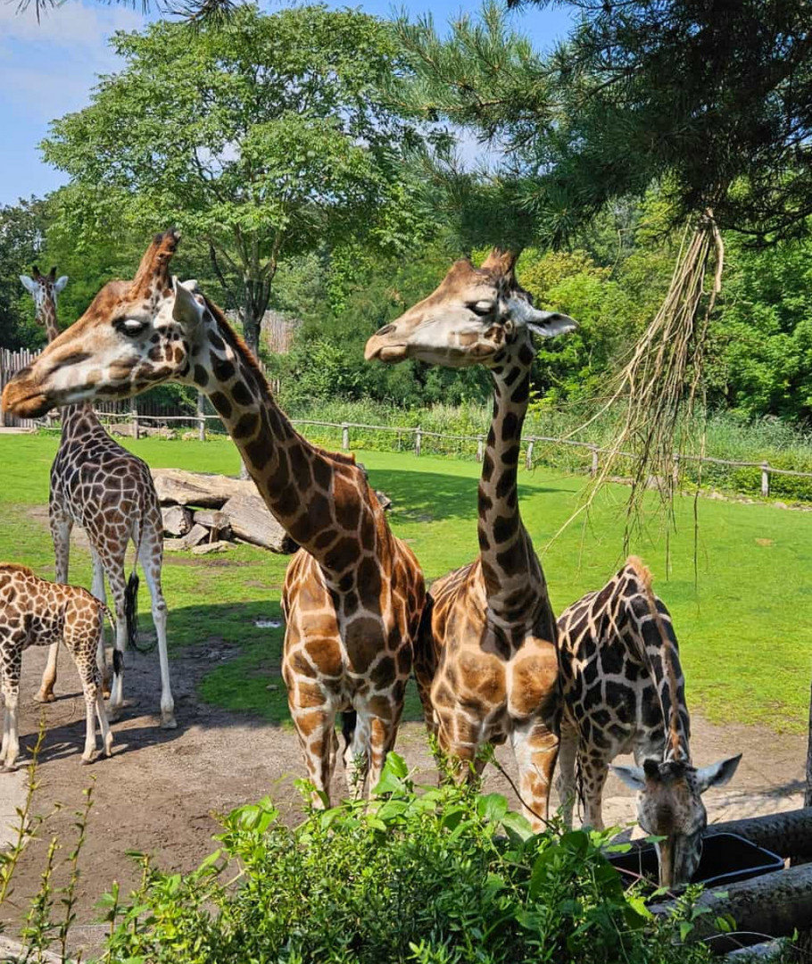 ein besuch im Tiergarten.