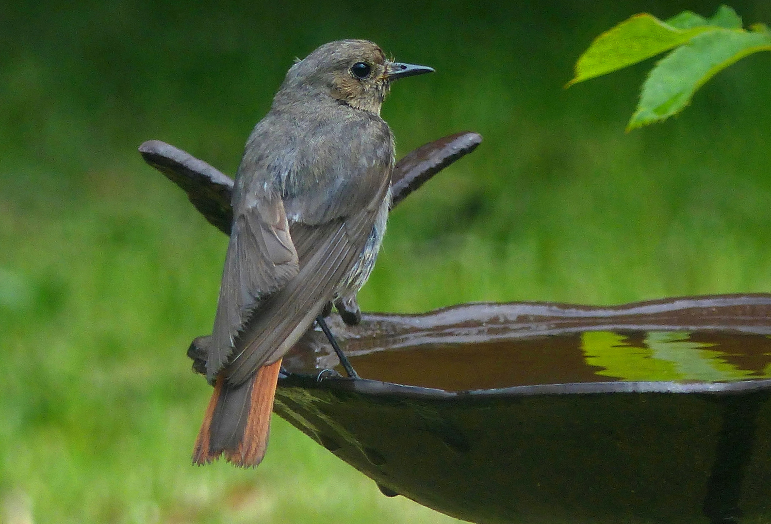 Ein Besuch im Vogel-Freibad...