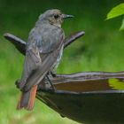 Ein Besuch im Vogel-Freibad...