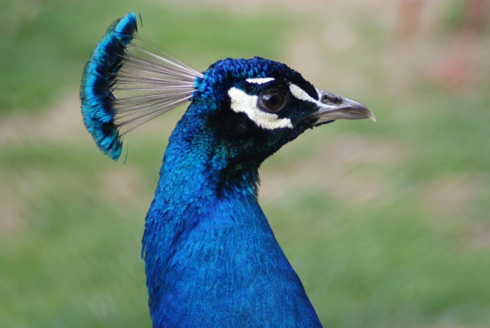 Ein Besuch im Vogelpark Uckersdorf