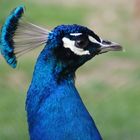 Ein Besuch im Vogelpark Uckersdorf