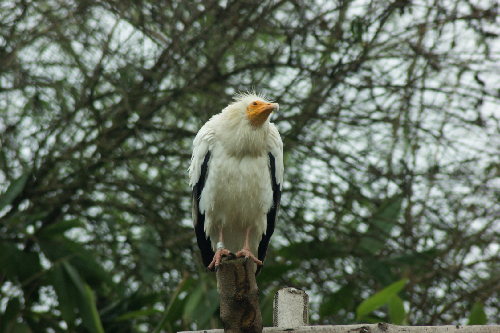 Ein besuch im Zoo