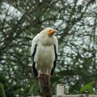 Ein besuch im Zoo