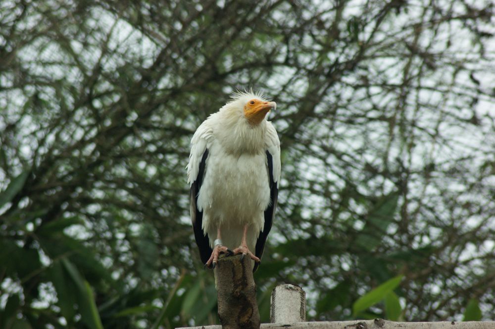 Ein besuch im Zoo