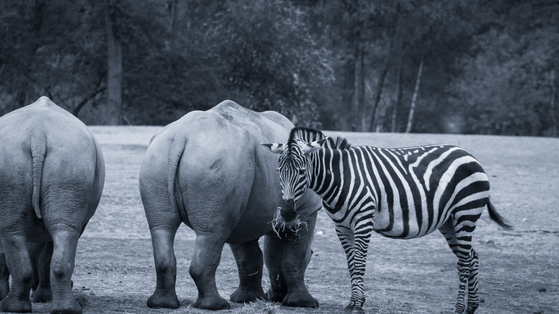 "Ein Besuch im Zoo"