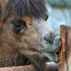 Ein Besuch im ZOO