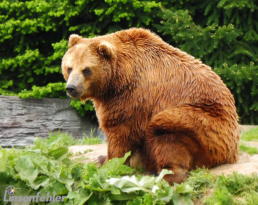Ein Besuch im Zoo: Braunbär