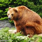 Ein Besuch im Zoo: Braunbär