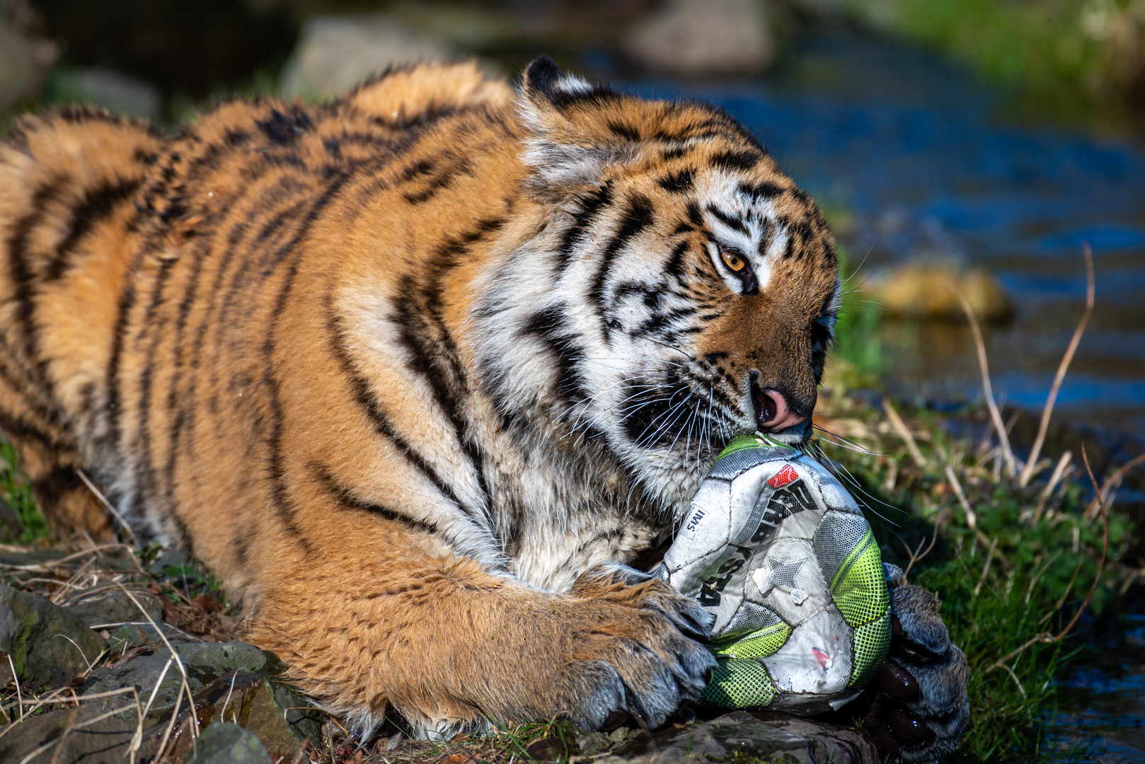 ein Besuch im Zoo Duisburg...