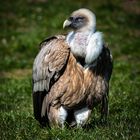 ein Besuch im Zoo Duisburg...