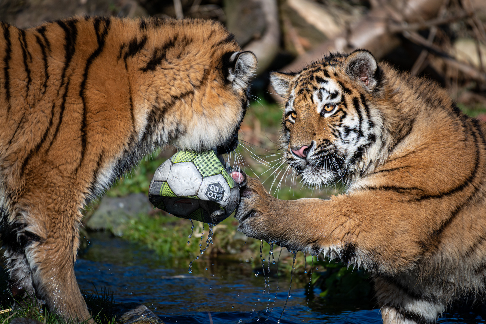 ein Besuch im Zoo Duisburg...