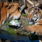 ein Besuch im Zoo Duisburg...